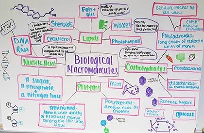 Concept Map For Biomolecules Create A Concept Map Of Biomolecules