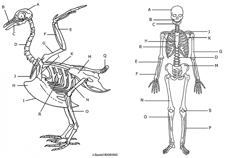 Compare Bones of a Human and Chimpanzee Skeleton