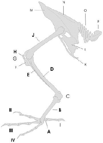 bird leg bones