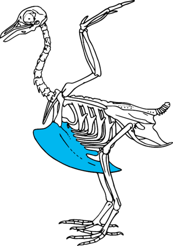 bird skeleton