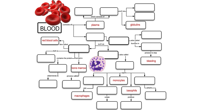 Learn about the Blood Using Graphic Organizers