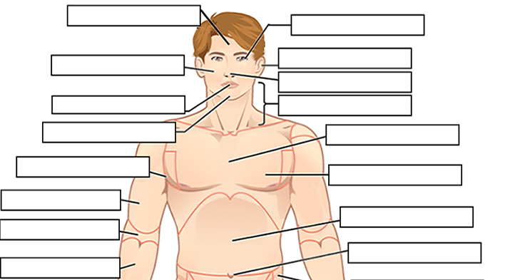 muscles label diagram forearm