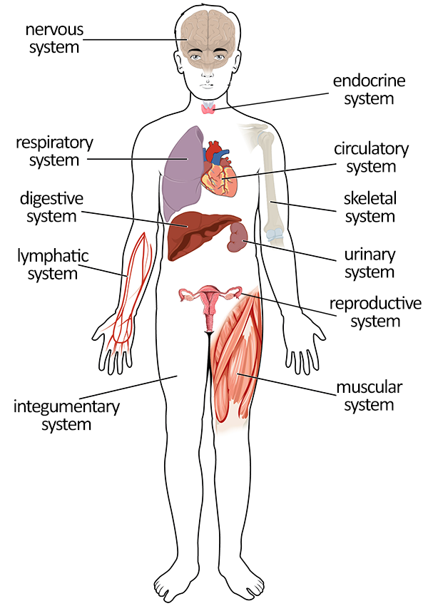 body systems
