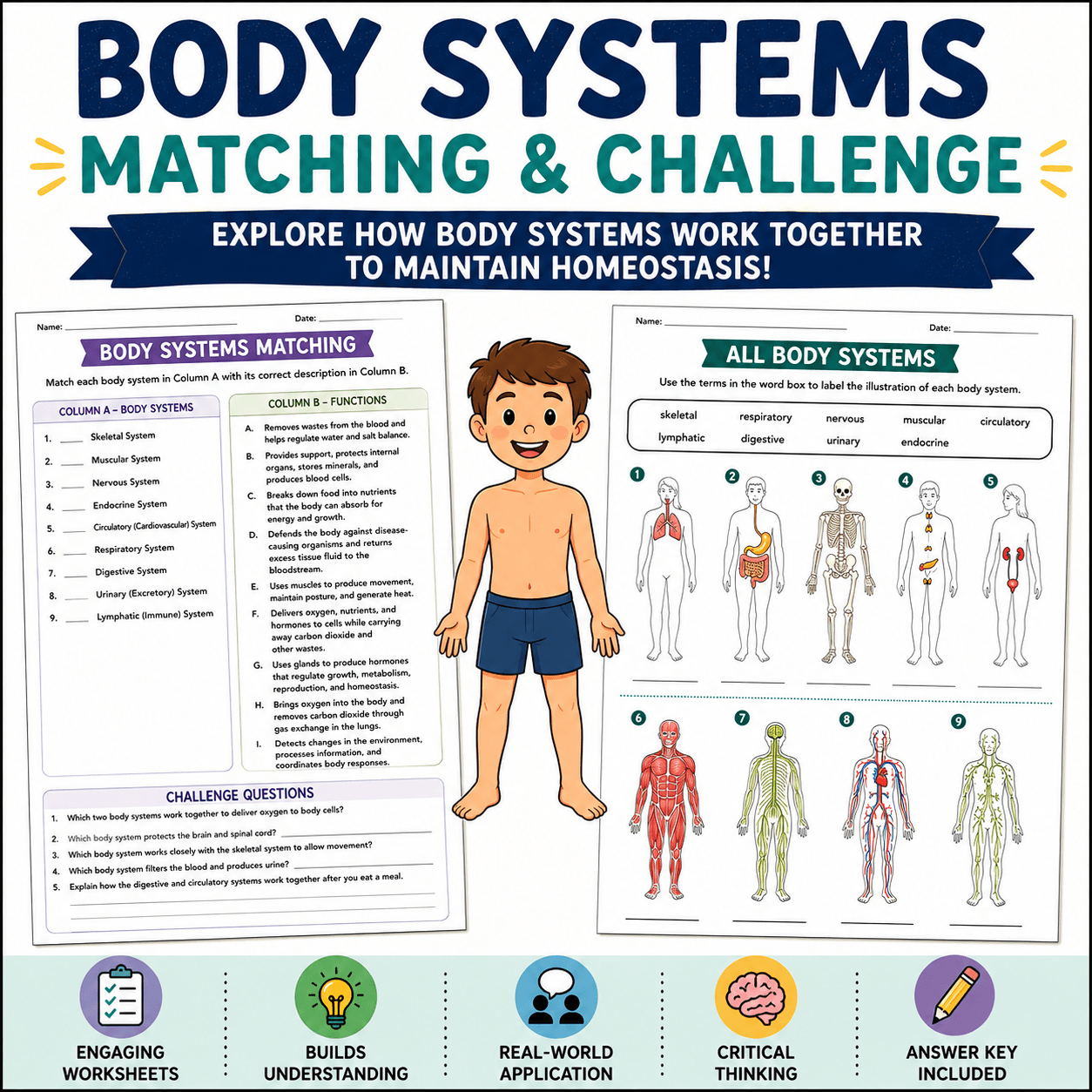 Reinforcement: Overview of the Body Systems