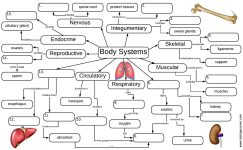 Body Systems and Organs Graphic Organizer