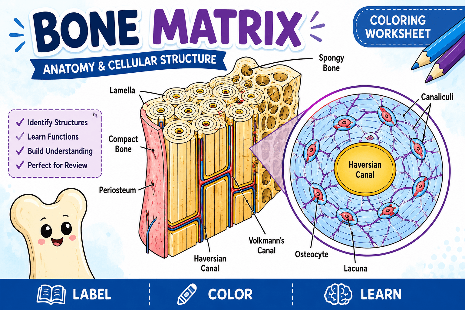 Color the Bone Matrix