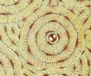 Bone Matrix Coloring