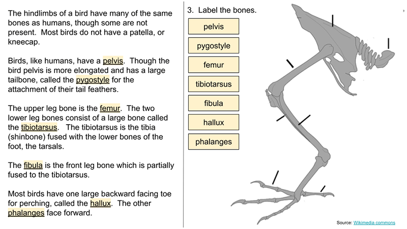 Comparing a Human and Bird Skeleton (Guided Learning)