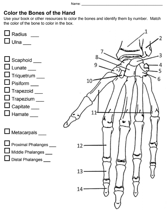 Hand Wrist Bone Anatomy Worksheet
