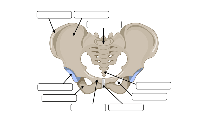 Label the Bones of the Appendicular Skeleton