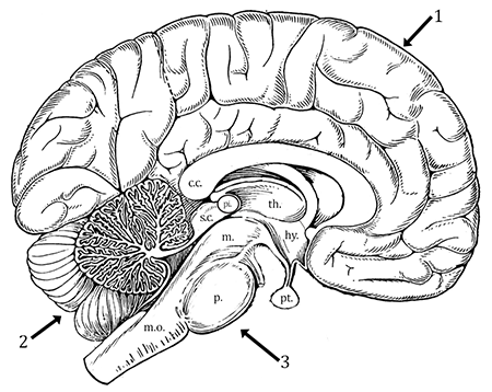 Brain Anatomy (Coloring)