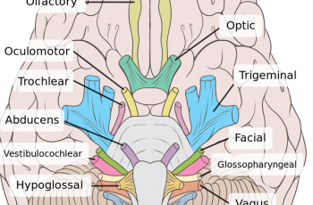 How to Learn the 12 Cranial Nerves
