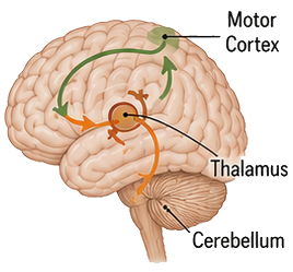 brain