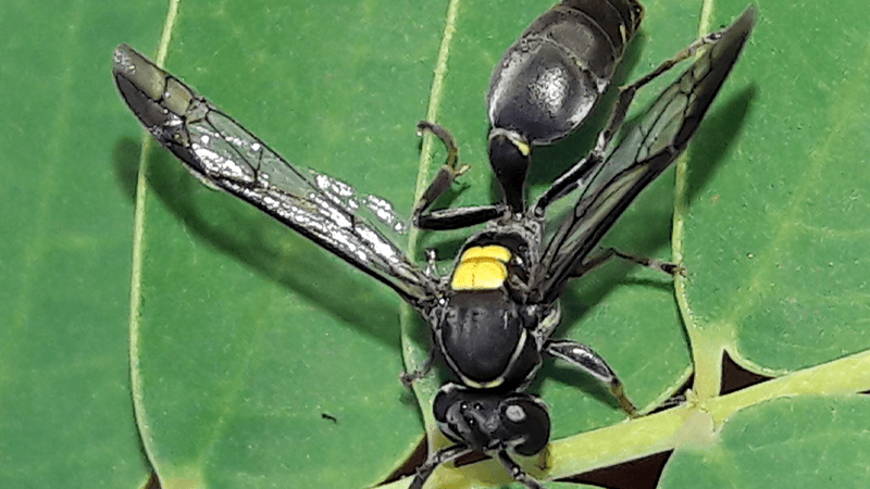 Brazilian Wasp Venom Kills Cancer Cells  – CER
