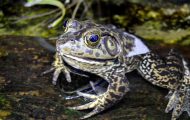 California red-legged frog vs northern pacific treefrog image