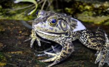 Case Study – Are Invading Bullfrogs Harmful?