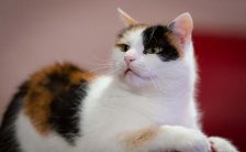 Case Study:  Why Are There No Male Calico Cats?