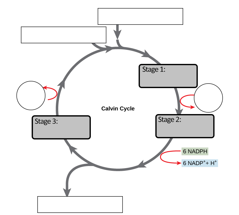 calvin cycle