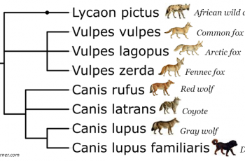 Phylogenetic Tree – Canines