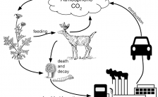 Analyzing Graphics:  The Carbon Cycle