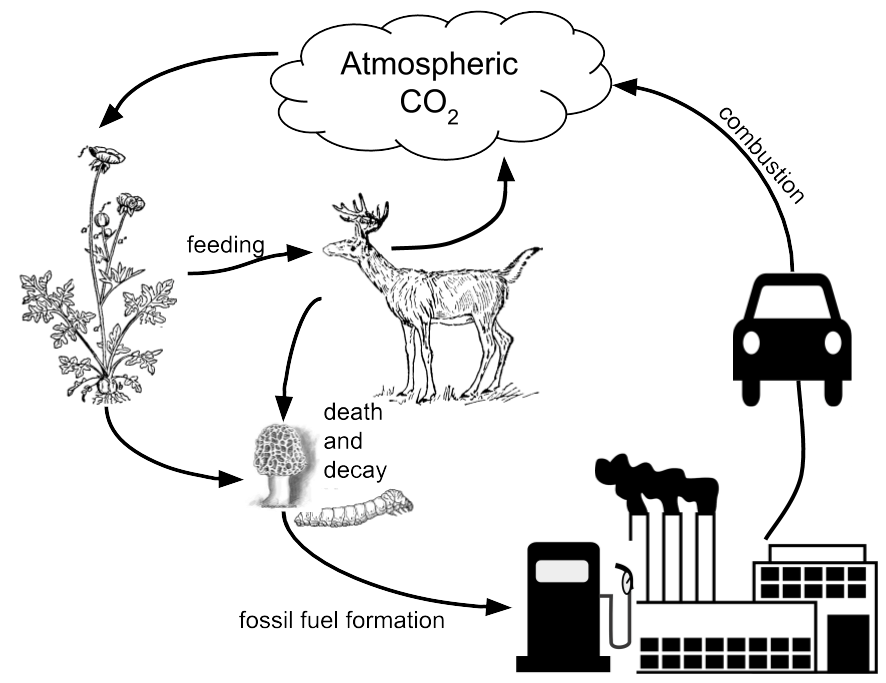 carbon cycle