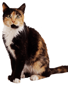 The Genetics of Tortoiseshell and Calico Cats
