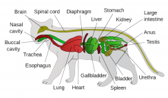 cat anatomy