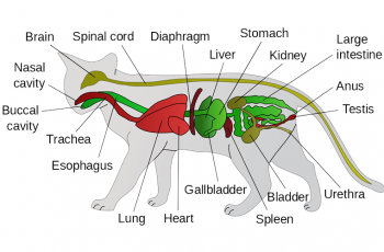 cat anatomy