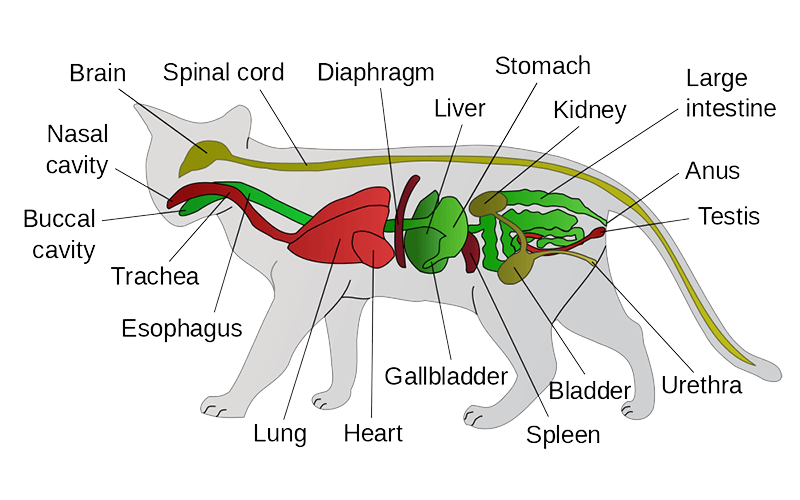 Cat Abdominal Anatomy : DIGESTIVE SYSTEM: Alimentary Canal | Radiology