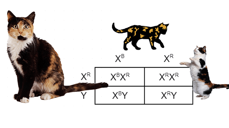 The Genetics of Tortoiseshell and Calico Cats