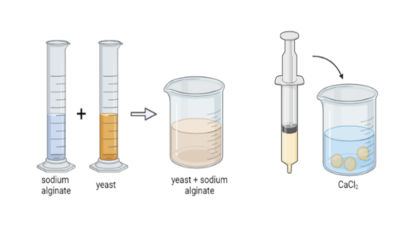 Catalase Activity in Yeast Using Sodium Alginate