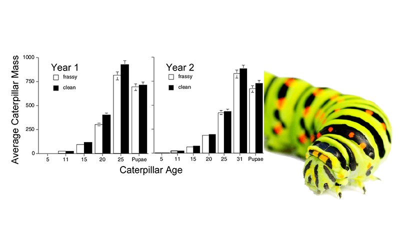 Why Do Caterpillars Fling Their Frass? (CER)