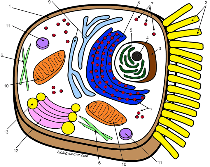 Learn The Animal Cell