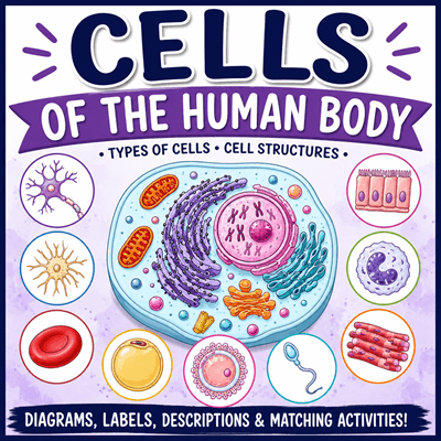 cell types worksheet