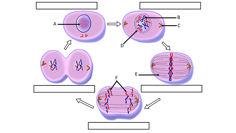 Cell Cycle Label