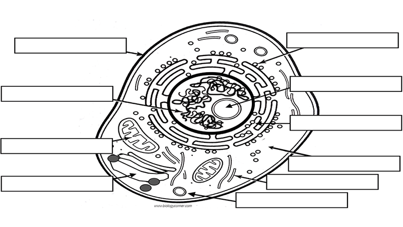 cell diagram