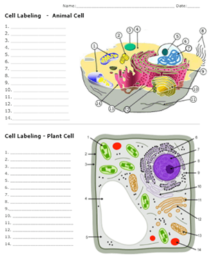 Label the Parts of the Plant and Animal Cell