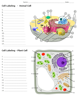 animal cell labeled project