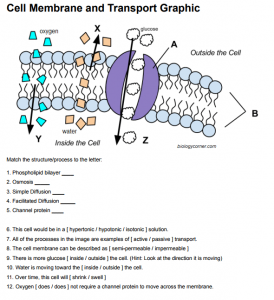 worksheet