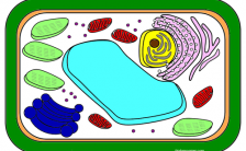 Color a Plant Cell and Identify Functions