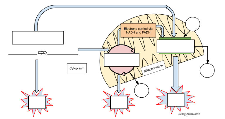 Cellular Respiration Overview Vocabulary And Labeling