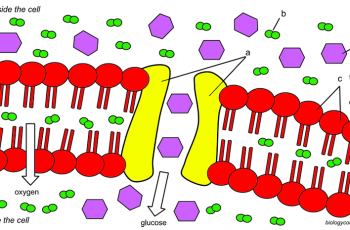 Cell Membrane Coloring