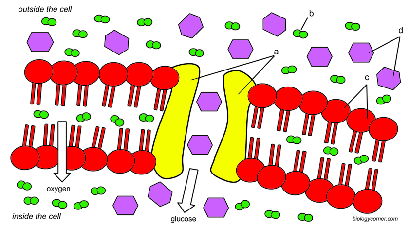 membrane