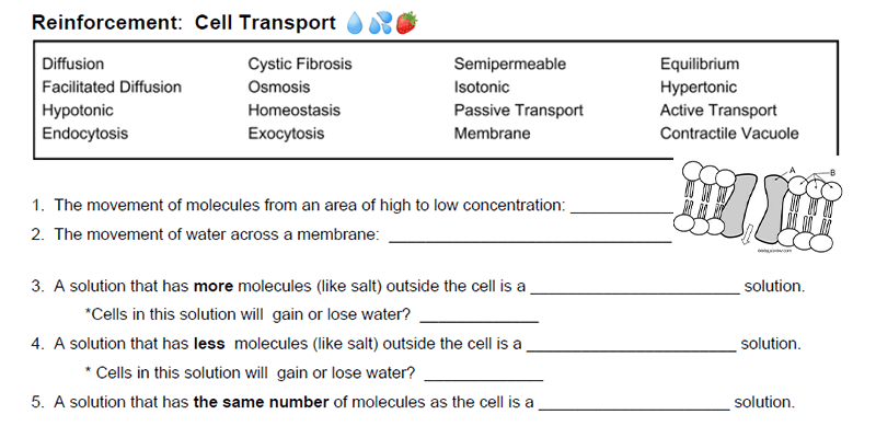 reinforcement-cell-structures-and-functions-with-labeling