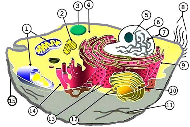 Label the Parts of the Plant and Animal Cell