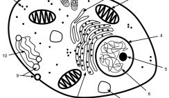 cell | The Biology Corner
