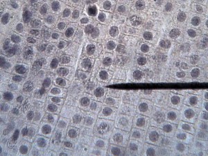 cell_onion_root_400x – The Biology Corner