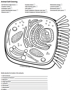 Color a Typical Animal Cell