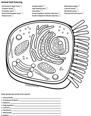 Download Color a Typical Animal Cell