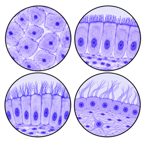 cell types